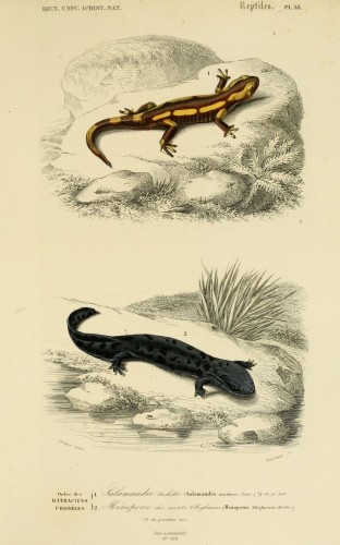 dessin reptile 0071 salamandre tachetee - salamandra maculosa.jpg